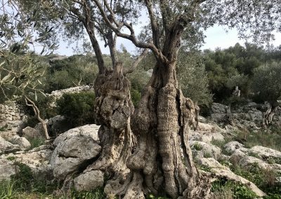 Olive_Tree_Tramuntana_Mallorca